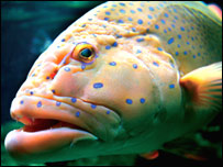 a fish