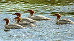 Goosanders. Photo: Paul Meldrew