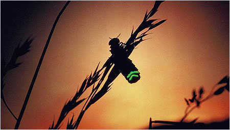 Glow worm c/o Andrew Cooper