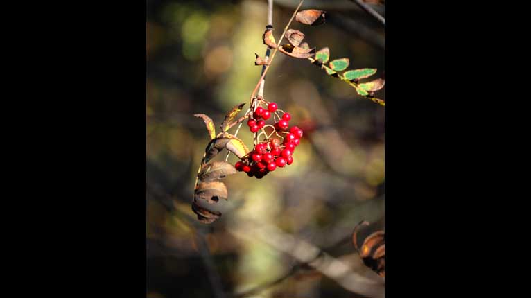 Dearcagan caorainn aig Dùn Ghallain