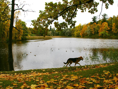 A dog in an autumnal park