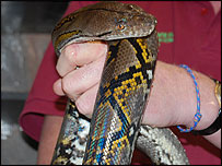 Reticulated python 