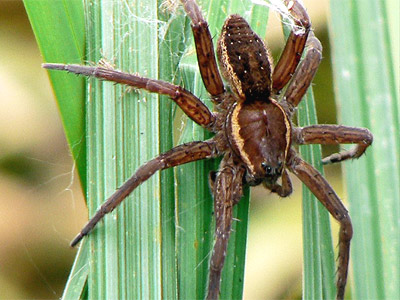 raft_spider.jpg