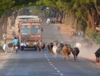 Cows on road