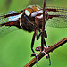 Broad-bodied Chaser