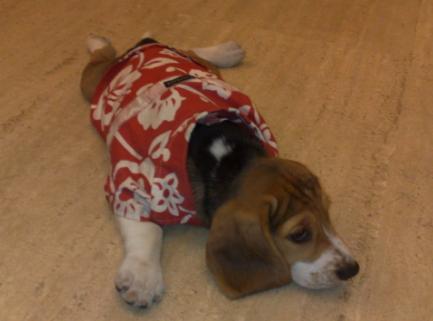 a beagle called jean