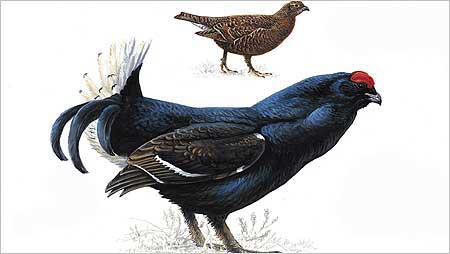 Black Grouse c/o RSPB Images and Mike Langman