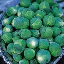Brussels sprouts 'Breeze'. Image supplied by Dobies