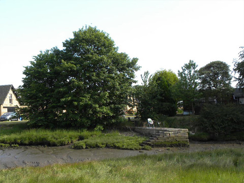Colour view of a mud-filled inlet, with steps leading down to it. There is a row of cottages and some large trees behind.