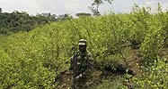 Colombian soldiers check a coca field