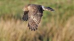 Hen harrier. Photo: Moses Davies