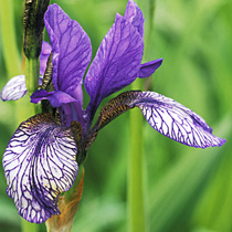 Iris sibirica 'Flight of Butterflies'