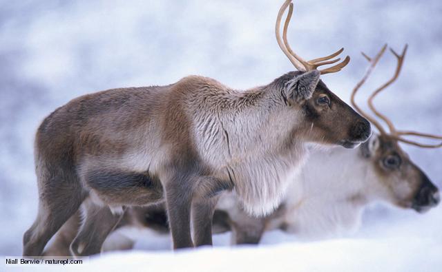 Caribou (image: photolibrary.com)