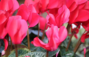 Cyclamen