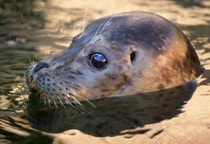 billy-the-seal-300x206.jpg