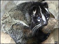 Civet cats