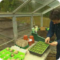 Greenhouse planting