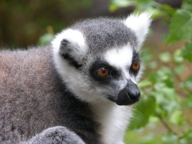 Lemur