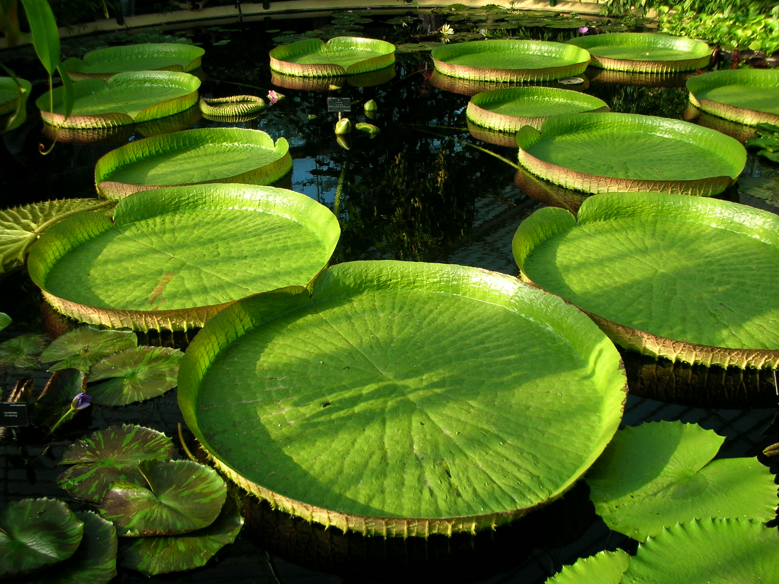 Kew Gardens