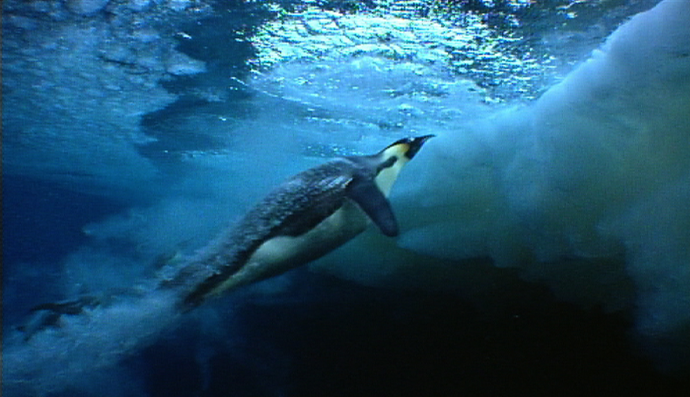 Emperor penguin (image: Blue Planet, BBC)