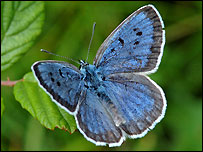 Large blue butterfly (Jim Asher)
