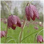 Fritillaria meleagris