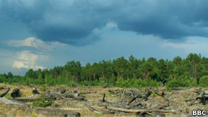 Радиоактивный лес в Чернобыле