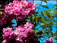 Rambler Rose 'Mannington Mauve Rambler'