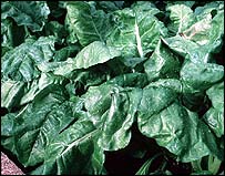 हरी पालक