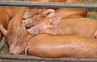 Pigs at the show