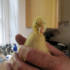 "A rescued duckling, now doing very well and all grown up"
