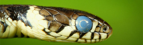 A snake