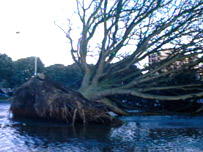 An uprooted tree 