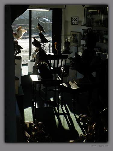Taxidermist's shop, Llangollen