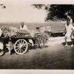 Sugar cane going to market