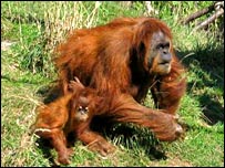 orangotangos