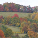 Trees in autumn colours
