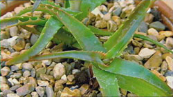 aloe vera