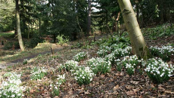 Snowdrops in woodland