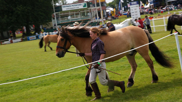 Trotting around the ring.