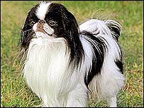 Cão