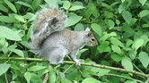 Squirrel in Chester...