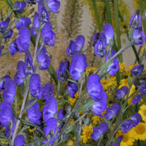 Aconitum napellus