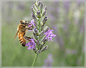 Bee on Lavender