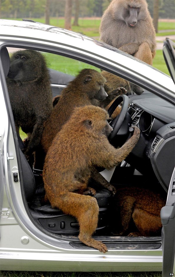 Baboons in a car at Knowsley Safari Park