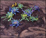 David Burrows - New Life installed at the Chisenhale Gallery, London. Courtesy the artist and f a projects London 2004