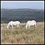 Brecon ponies