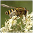 Hoverfly