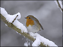 A robin (Sue Tranter, rspb-images.com)