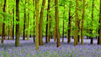 Bluebells